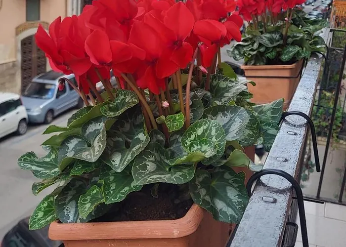 Volare House Apartment Bari