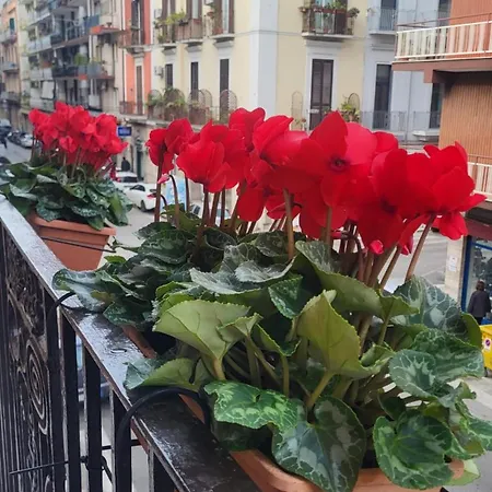 Volare House Apartman