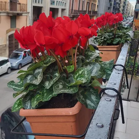 Volare House Apartamento Bari